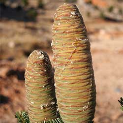 Abies-cilicica-subsp