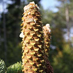 Alnus-glutinosa-subsp