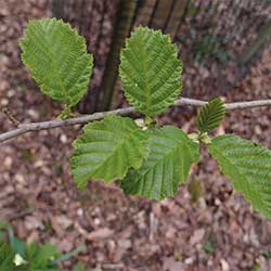 Alnus-glutinosa-subsp