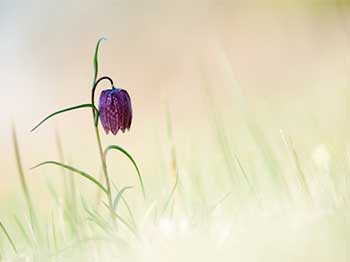 Snakeshead Fritillary, Fritillaria meleagris