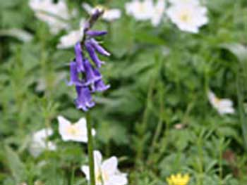 Bluebells The Link