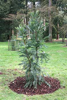 Wollemi Pine