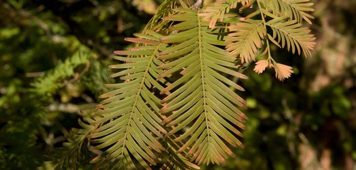 Dawn redwood