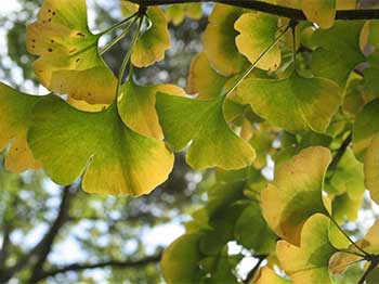 Ginkgo