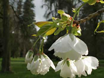 Japanese cherry