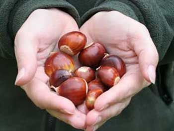 Chestnuts