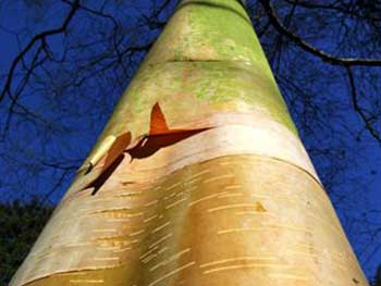 Betula utilis var utilis