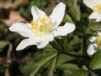 Anemones