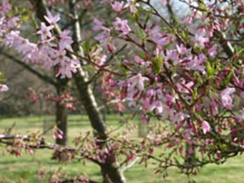 Prunus subhirtella