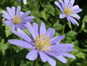 Purple anemones