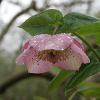 Pink coloured hellebore