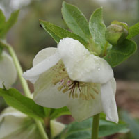 Cream coloured hellebore