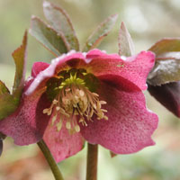 Purple coloured hellebore