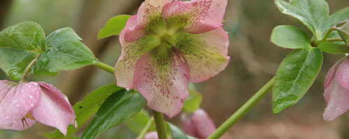 Hellebores in the Old Arboretum