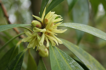 Illicium simonsii