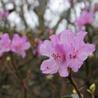 Rhododendron 'praecox'