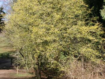 Cornus mas Cornelian Cherry Silk Wood