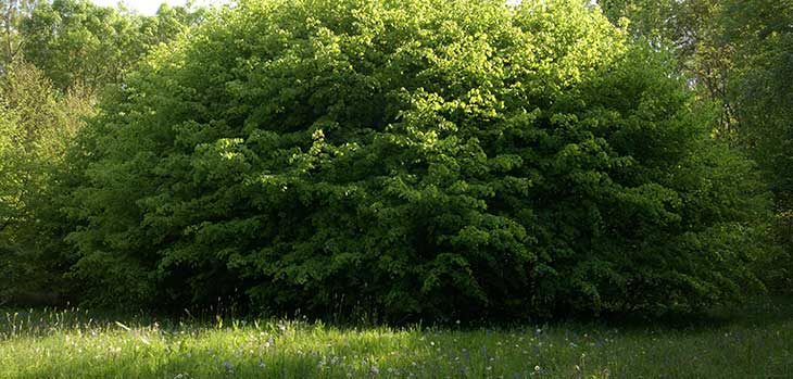 2000 year old lime