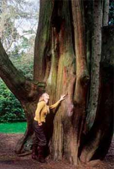 Western Red Cedar