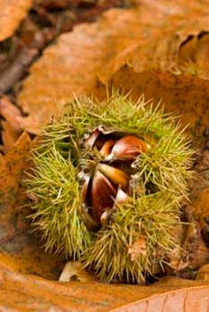 Chestnuts