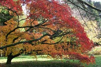 Japanese maple Broad Drive Silk Wood