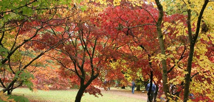 Autumn at Westonbirt