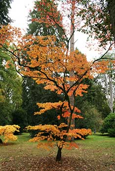 Autumn at Westonbirt