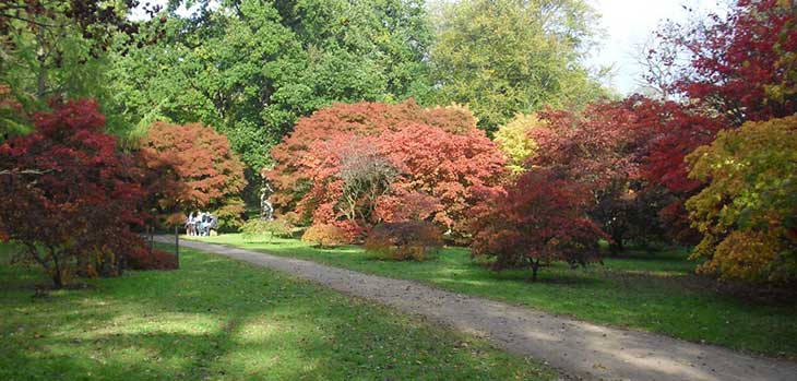 Autumn at Westonbirt