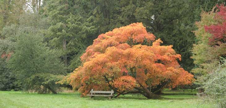 Autumn at Westonbirt