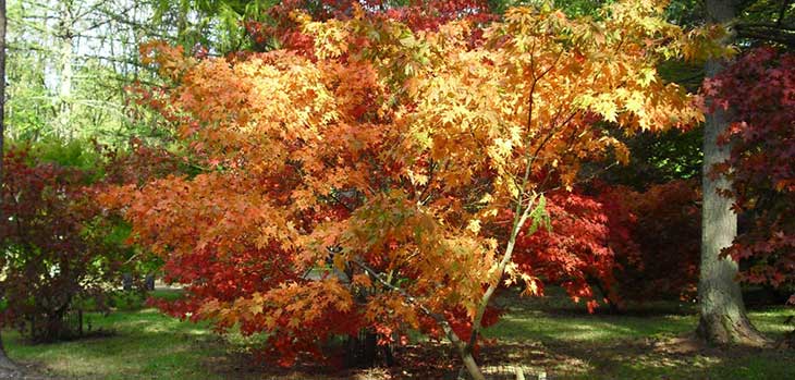 Autumn at Westonbirt