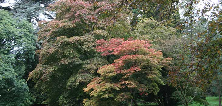 National Japanese Maple Collection