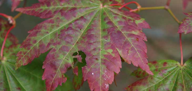 Full moon maple on the turn_on the corner of Willesley Drive and Broad Drive