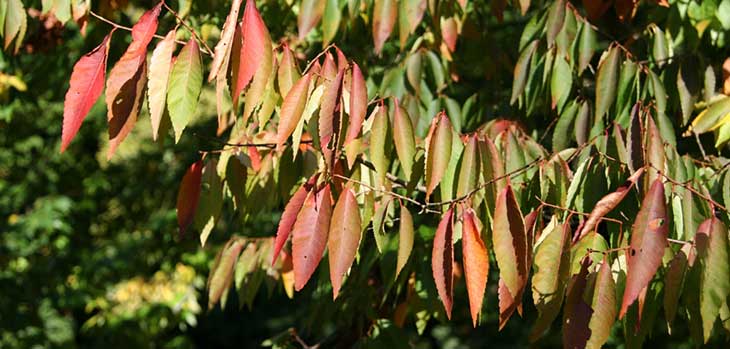 Zelkova serrata Broad Drive