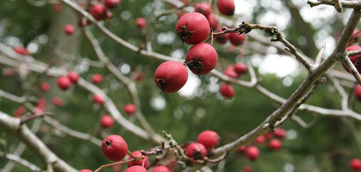 Autumn at Westonbirt