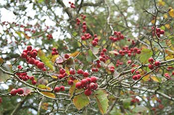 Autumn at Westonbirt