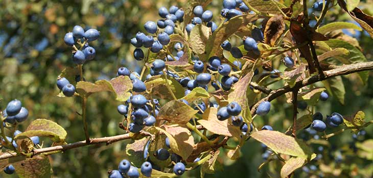 Autumn at Westonbirt