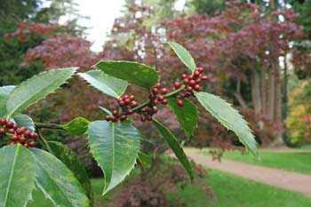 Autumn at Westonbirt