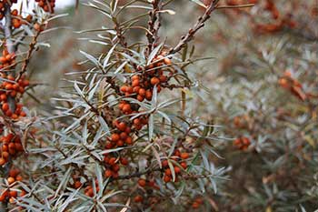 Sea buckthorn Waste Drive