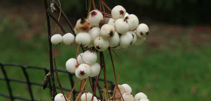 Autumn at Westonbirt