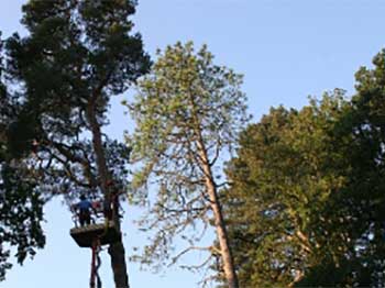 The full height of the tree the camera is attached to