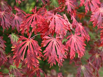 Autumn at Westonbirt