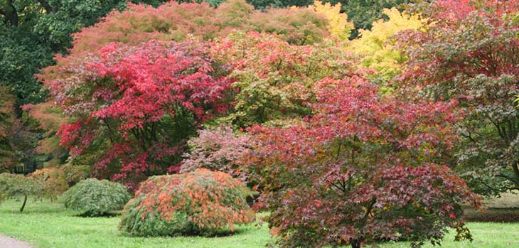 Autumn at Westonbirt