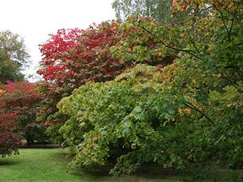 Autumn at Westonbirt