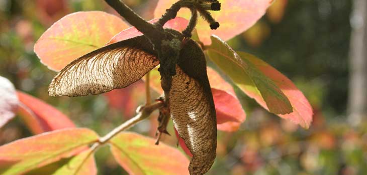 Autumn at Westonbirt