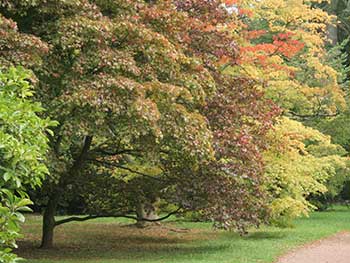 Autumn at Westonbirt