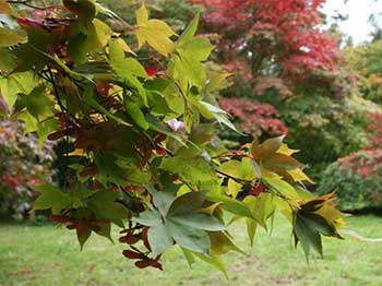 Autumn at Westonbirt