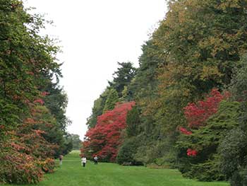 Autumn at Westonbirt