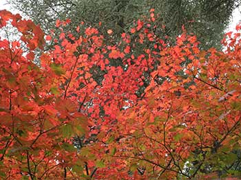 Autumn at Westonbirt