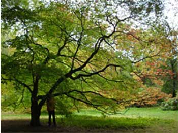 Acer palmatum on Willesley Drive