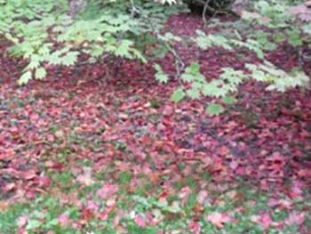 Acer palmatum dissectum  within the National Japanese Maple Collection